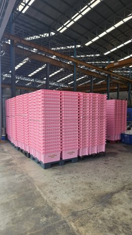 ผลงาน Hot Stamp
