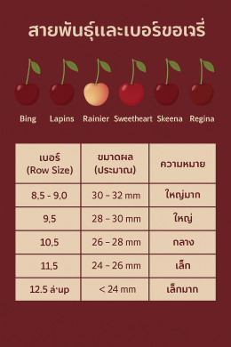ขนาดผลเชอรี่