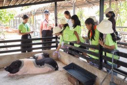 บางจาก คอร์ปอเรชั่น จำกัด (มหาชน)
