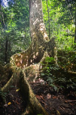 ผลิตไฟฟ้า จำกัด (มหาชน)