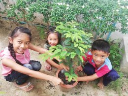 ดาว ประเทศไทย