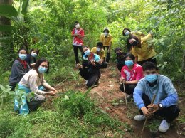 ดาว ประเทศไทย