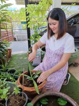 ดาว ประเทศไทย