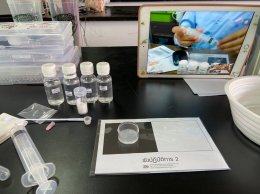 ดาว ประเทศไทย