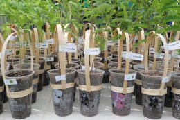 บางจาก คอร์ปอเรชั่น จำกัด (มหาชน)