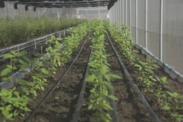 ปตท. จำกัด (มหาชน)