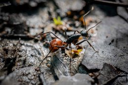 ผลิตไฟฟ้า จำกัด (มหาชน)