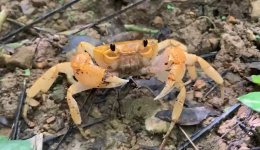 ผลิตไฟฟ้า จำกัด (มหาชน)