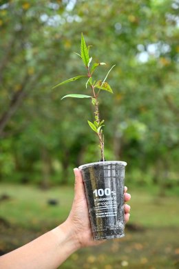 บางจาก คอร์ปอเรชั่น จำกัด (มหาชน)