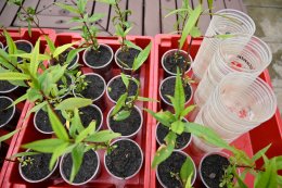 บางจาก คอร์ปอเรชั่น จำกัด (มหาชน)