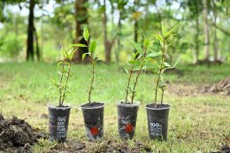 บางจาก คอร์ปอเรชั่น จำกัด (มหาชน)