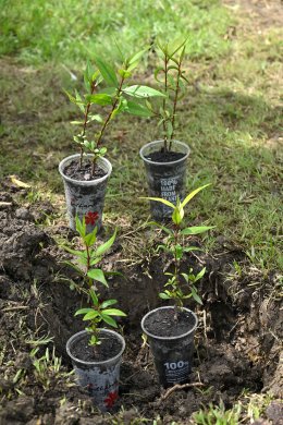 บางจาก คอร์ปอเรชั่น จำกัด (มหาชน)