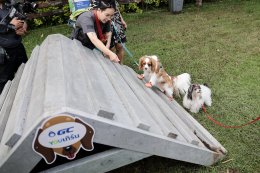 พีทีที โกลบอล เคมิคอล จำกัด (มหาชน)