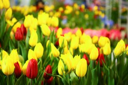 การไฟฟ้าฝ่ายผลิตแห่งประเทศไทย