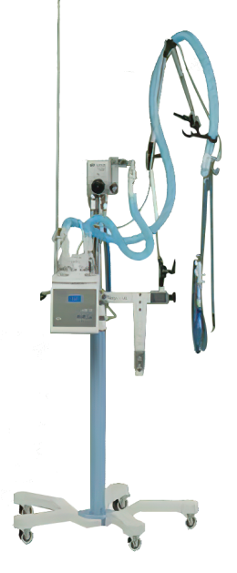 ดาว ประเทศไทย