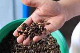 บ้านปู จำกัด (มหาชน)