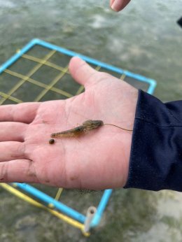 สตาร์ ปิโตรเลียม รีไฟน์นิ่ง จำกัด (มหาชน)