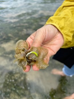 สตาร์ ปิโตรเลียม รีไฟน์นิ่ง จำกัด (มหาชน)