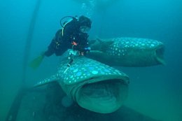 บริษัท ปตท. สำรวจและผลิตปิโตรเลียม จำกัด (มหาชน)