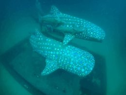 บริษัท ปตท. สำรวจและผลิตปิโตรเลียม จำกัด (มหาชน)