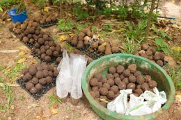 ดับบลิวพี เอ็นเนอร์ยี่ จำกัด (มหาชน)