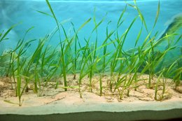 บางจาก คอร์ปอเรชั่น จำกัด (มหาชน)