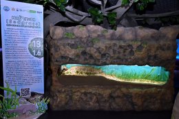 บางจาก คอร์ปอเรชั่น จำกัด (มหาชน)