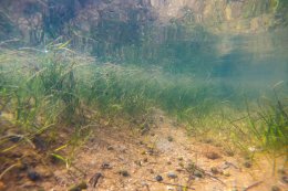 พีทีที โกลบอล เคมิคอล จำกัด (มหาชน)