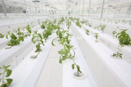 ปตท. จำกัด (มหาชน)