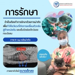 โรงพยาบาลสัตว์เอราวัณ (Erawan Pet Hospital)