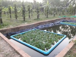 บ่อน้ำภายในสวน ขุดเอาไว้ใช้งานพักน้ำ เพื่อรดน้ำต้นไม้