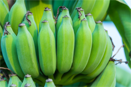 กล้วยดิบรักษาโรคกรดไหลย้อน
