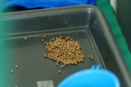 TNRBio จับมือ Nishinihon KS ประเทศญี่ปุ่น ศึกษาความร่วมมือด้านการเพาะปลูกกัญชงแบบควบคุม THC