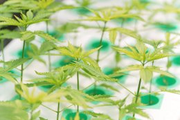 TNRBio จับมือ Nishinihon KS ประเทศญี่ปุ่น ศึกษาความร่วมมือด้านการเพาะปลูกกัญชงแบบควบคุม THC