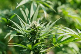 TNRBio จับมือ Nishinihon KS ประเทศญี่ปุ่น ศึกษาความร่วมมือด้านการเพาะปลูกกัญชงแบบควบคุม THC