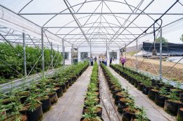 TNRBio จับมือ Nishinihon KS ประเทศญี่ปุ่น ศึกษาความร่วมมือด้านการเพาะปลูกกัญชงแบบควบคุม THC