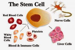สเต็มเซลล์ (Stem Cell) เซลล์ต้นกำเนิด สเต็มเซลล์คืออะไร มีประโยชน์อย่างไร?