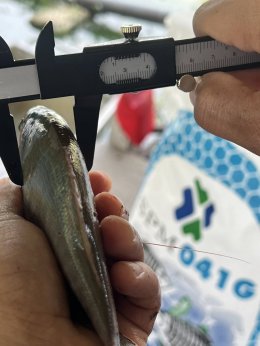 ติดตามการเจริญเติบโตประสิทธิภาพการใช้อาหาร​ ปลาสลิด​  SPM041G