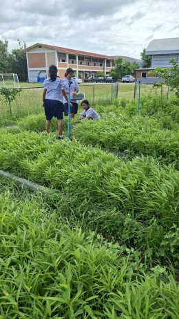 ติดตามการเจริญเติบโตของพืช ผัก และเก็บผลผลิต