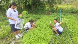 ติดตามการเจริญเติบโตของพืช ผัก และเก็บผลผลิต