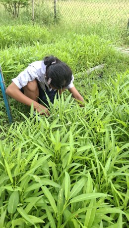 ติดตามการเจริญเติบโตของพืช ผัก และเก็บผลผลิต
