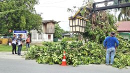 ต้ดต้นไม้ใหญ่บริเวณทางเข้าโรงเรียน