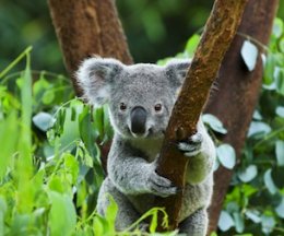 Lone Pine Koala Sanctuary