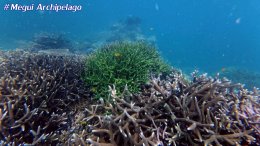 อเวย์ปิลา รีสอร์ท(หมู่เกาะเมอร์กุย เมียนมาร์) โทร.080-4199290