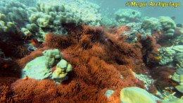 อเวย์ปิลา รีสอร์ท(หมู่เกาะเมอร์กุย เมียนมาร์) โทร.080-4199290