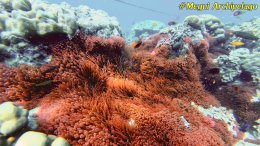 อเวย์ปิลา รีสอร์ท(หมู่เกาะเมอร์กุย เมียนมาร์) โทร.080-4199290