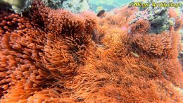 อเวย์ปิลา รีสอร์ท(หมู่เกาะเมอร์กุย เมียนมาร์) โทร.080-4199290