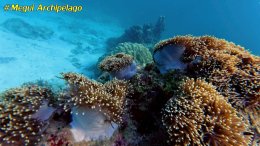 อเวย์ปิลา รีสอร์ท(หมู่เกาะเมอร์กุย เมียนมาร์) โทร.080-4199290