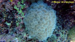 อเวย์ปิลา รีสอร์ท(หมู่เกาะเมอร์กุย เมียนมาร์) โทร.080-4199290