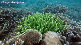 อเวย์ปิลา รีสอร์ท(หมู่เกาะเมอร์กุย เมียนมาร์) โทร.080-4199290